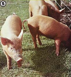 
[PHOTO 5] A group of healthy "obsolete" pigs.
